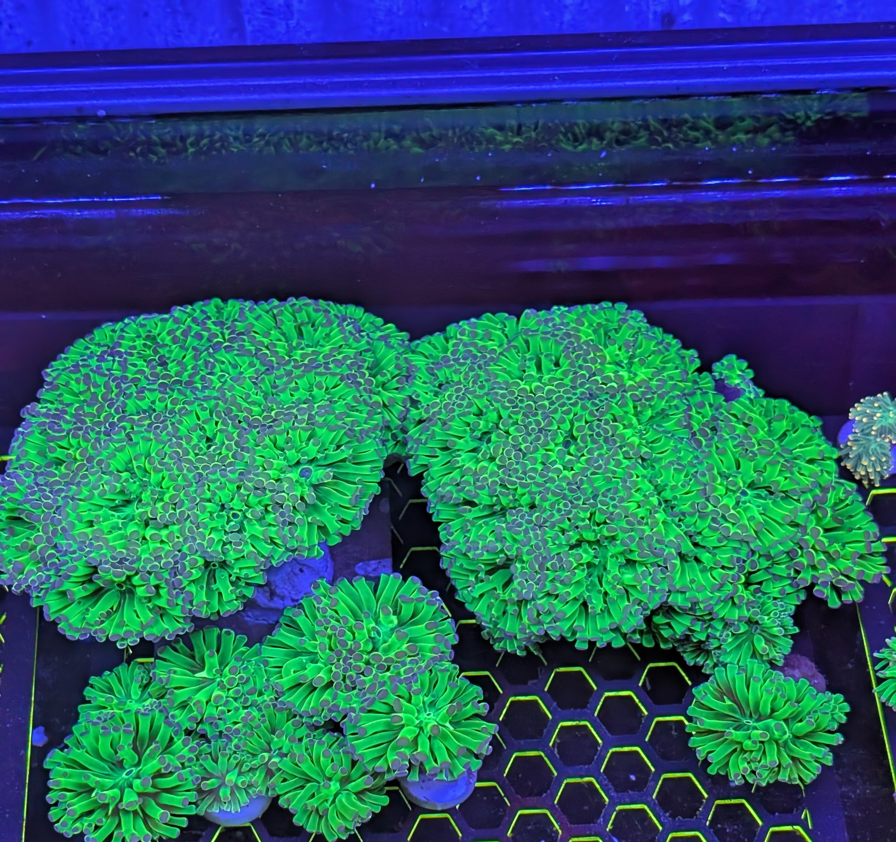 Ultra Neon Green with blue tip Frammer