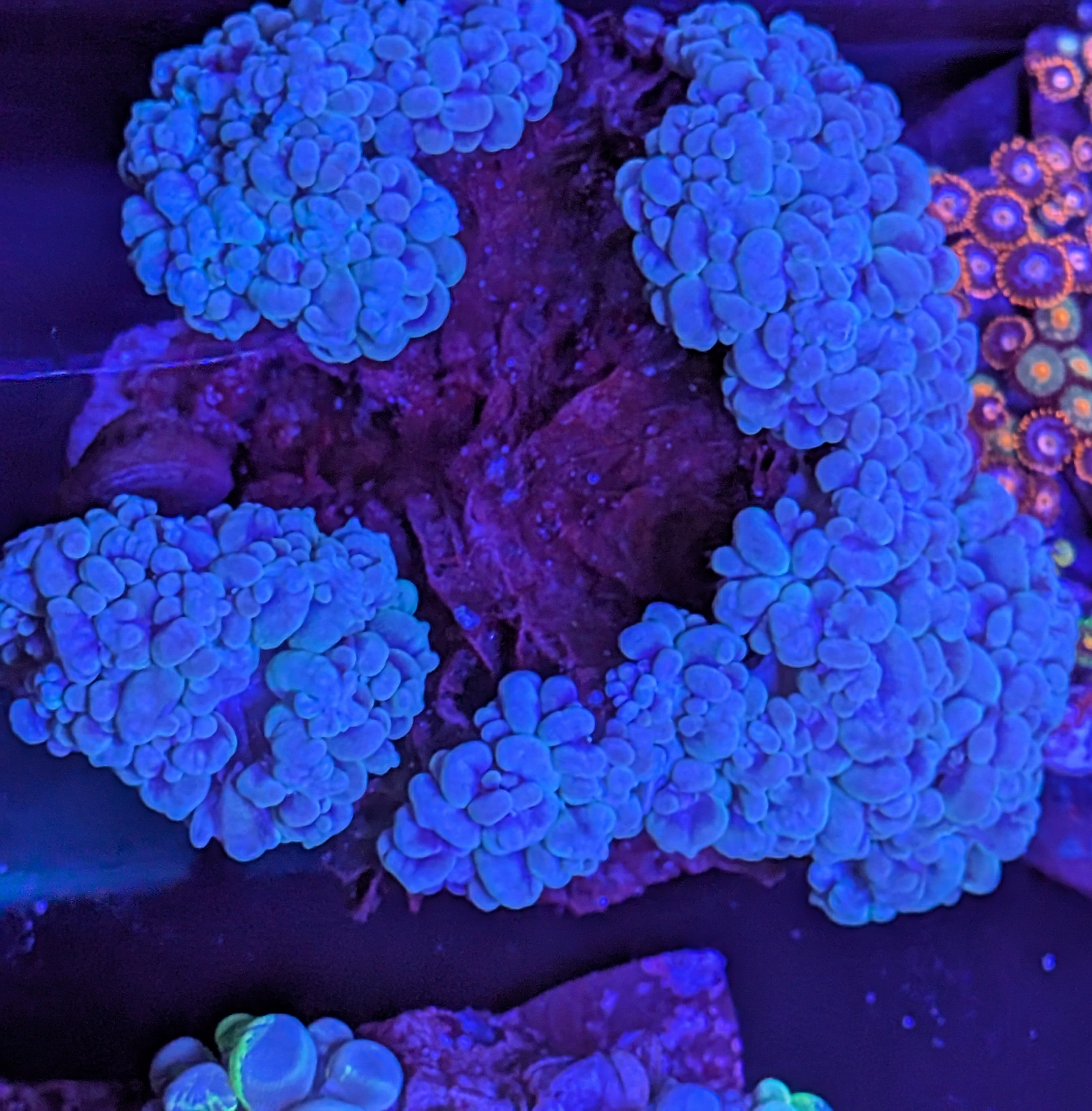 Large Light Blue Bubble Coral colony