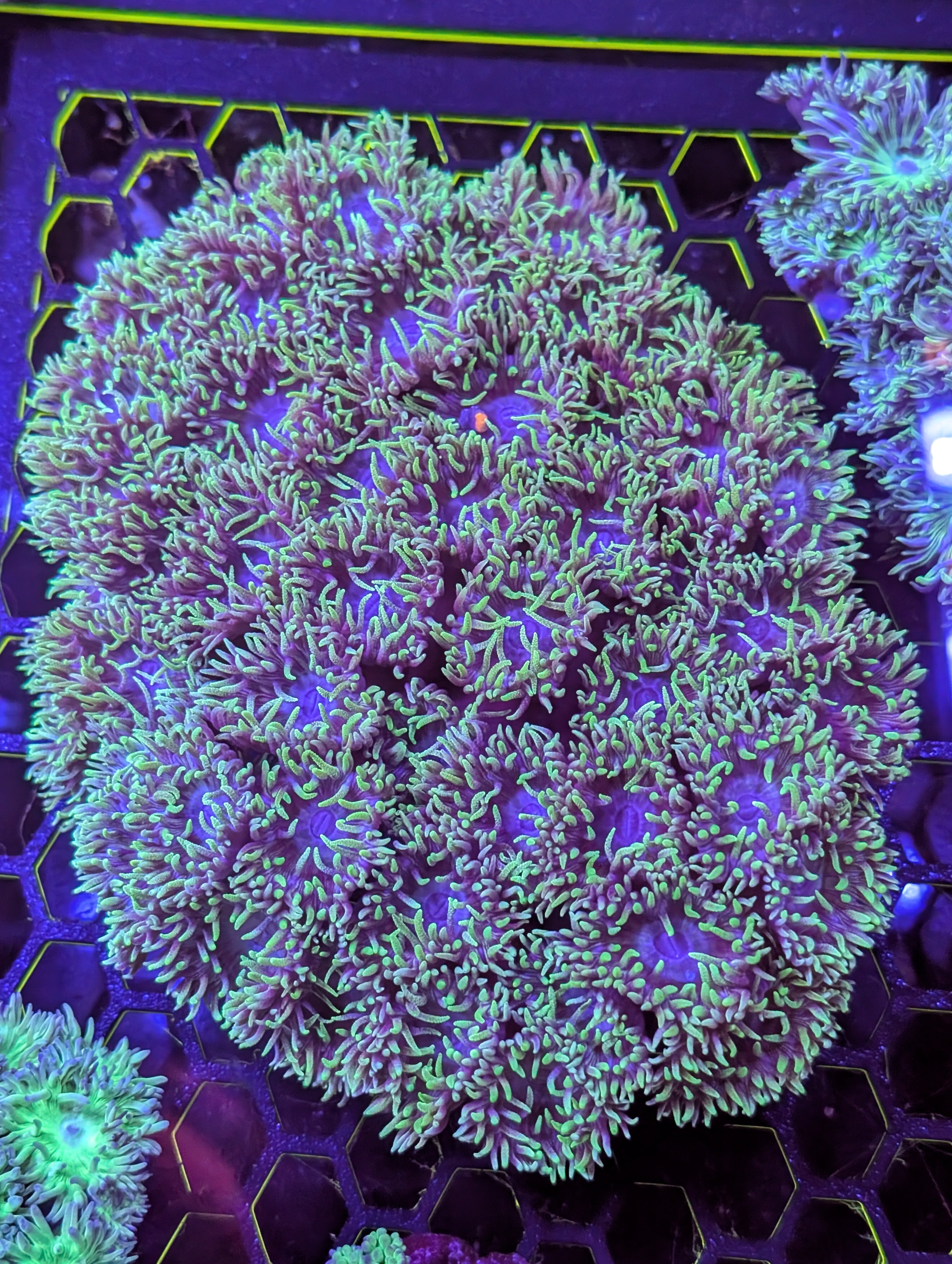 Blue and green Duncans