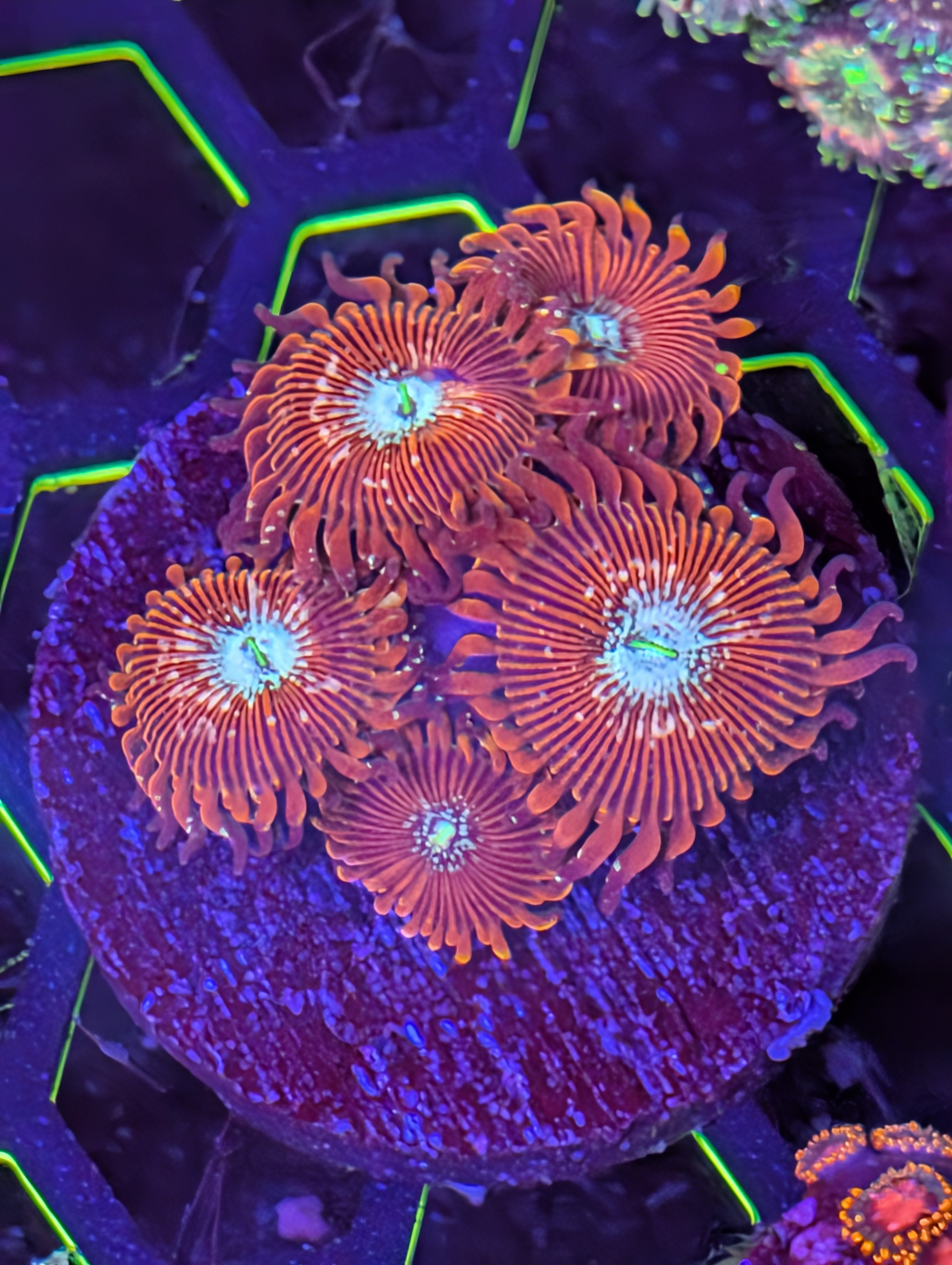 Magicians Zoa
