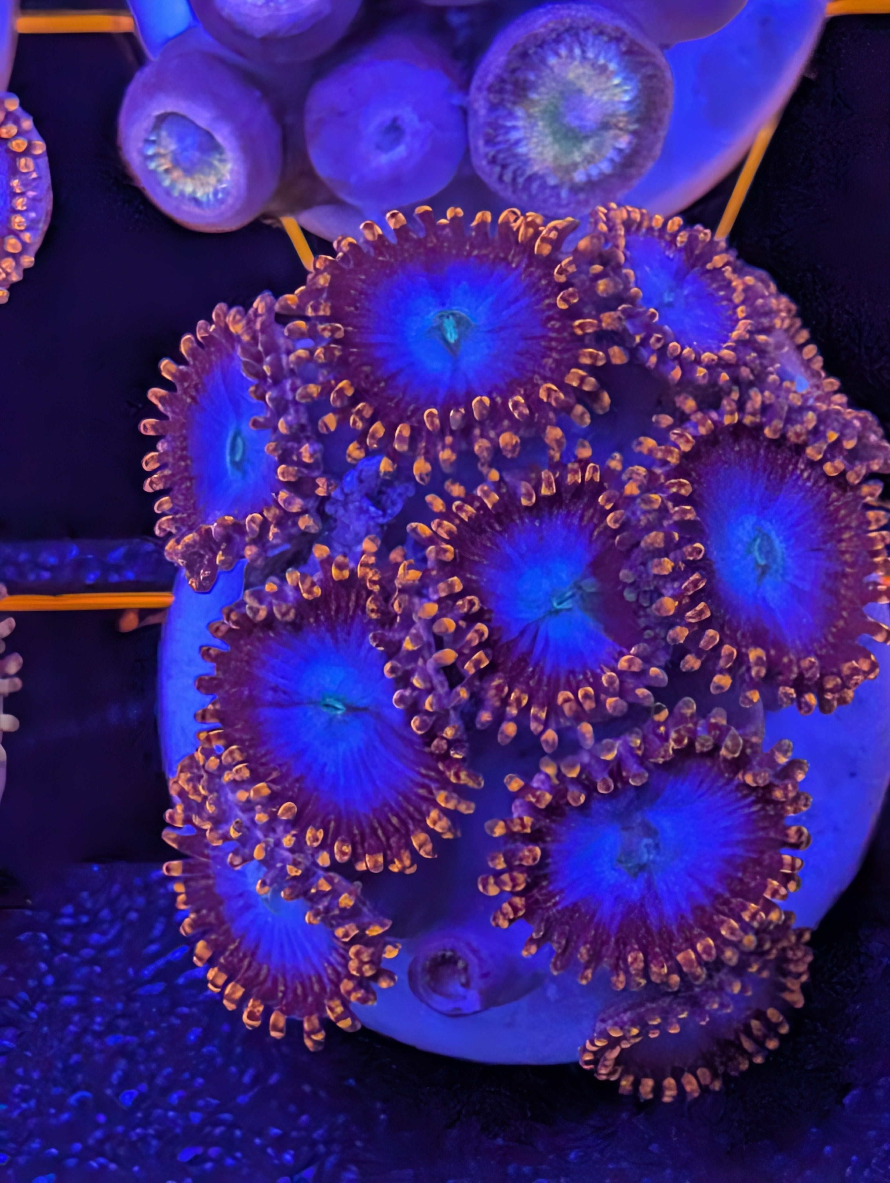 Zoa's