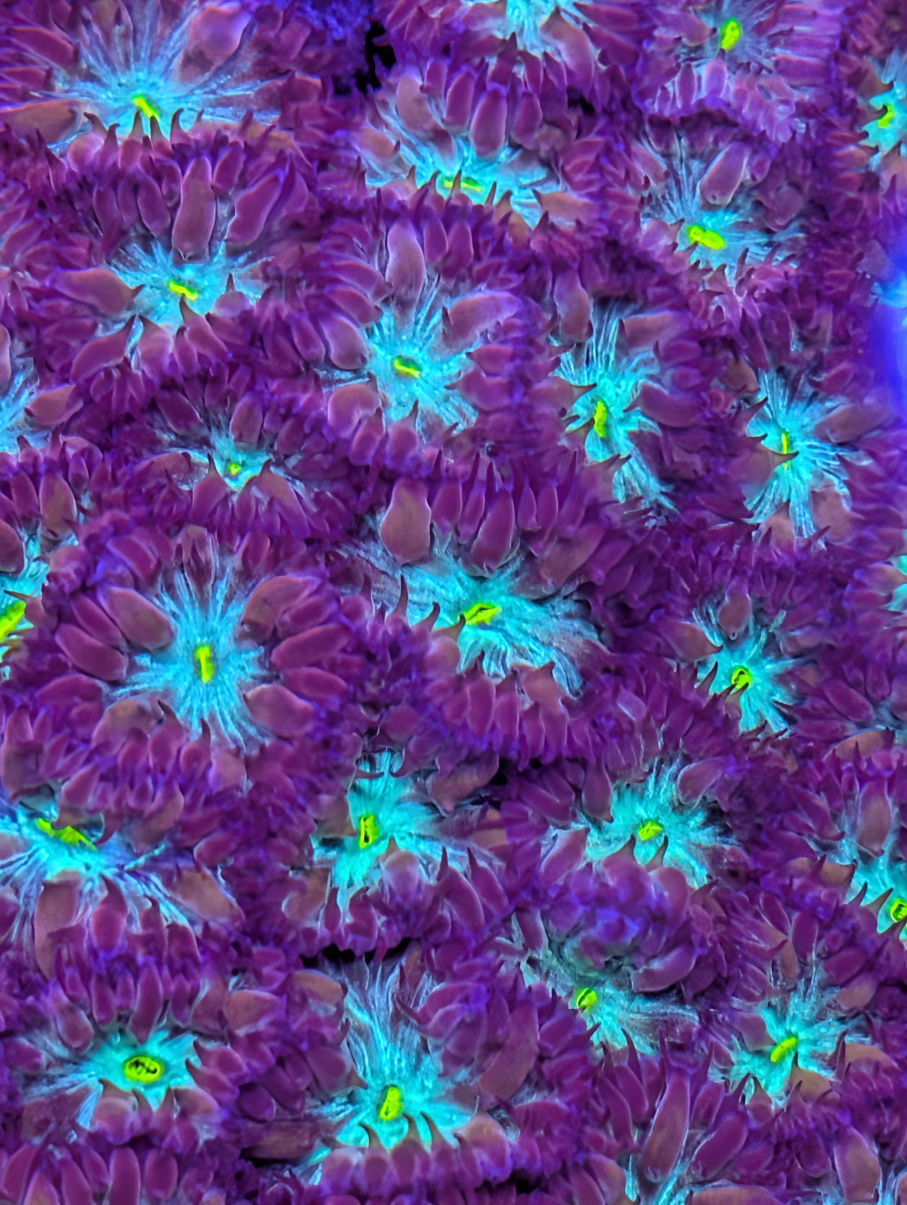 Purple with teal center Blasto