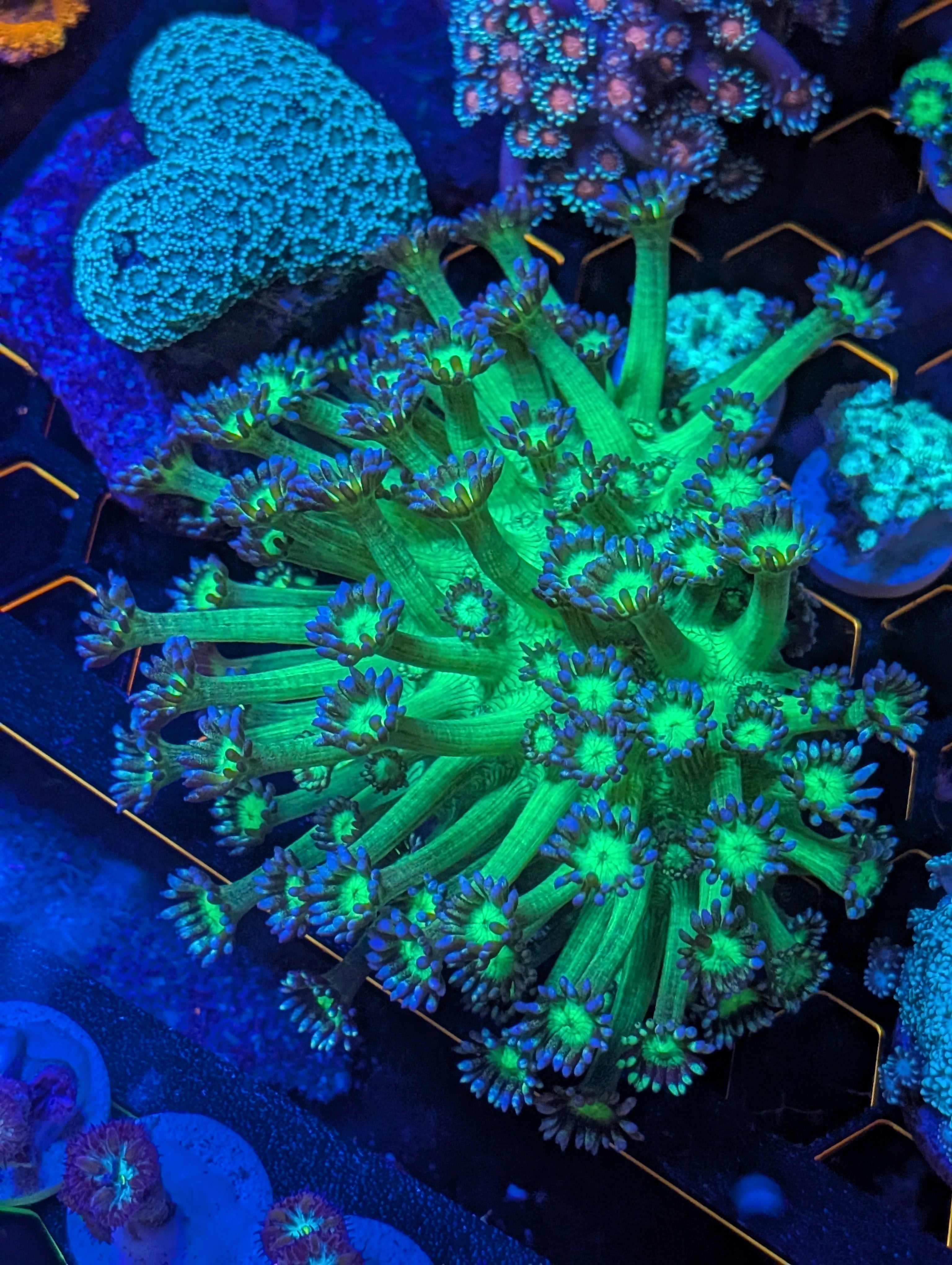 Goni Green and Blue