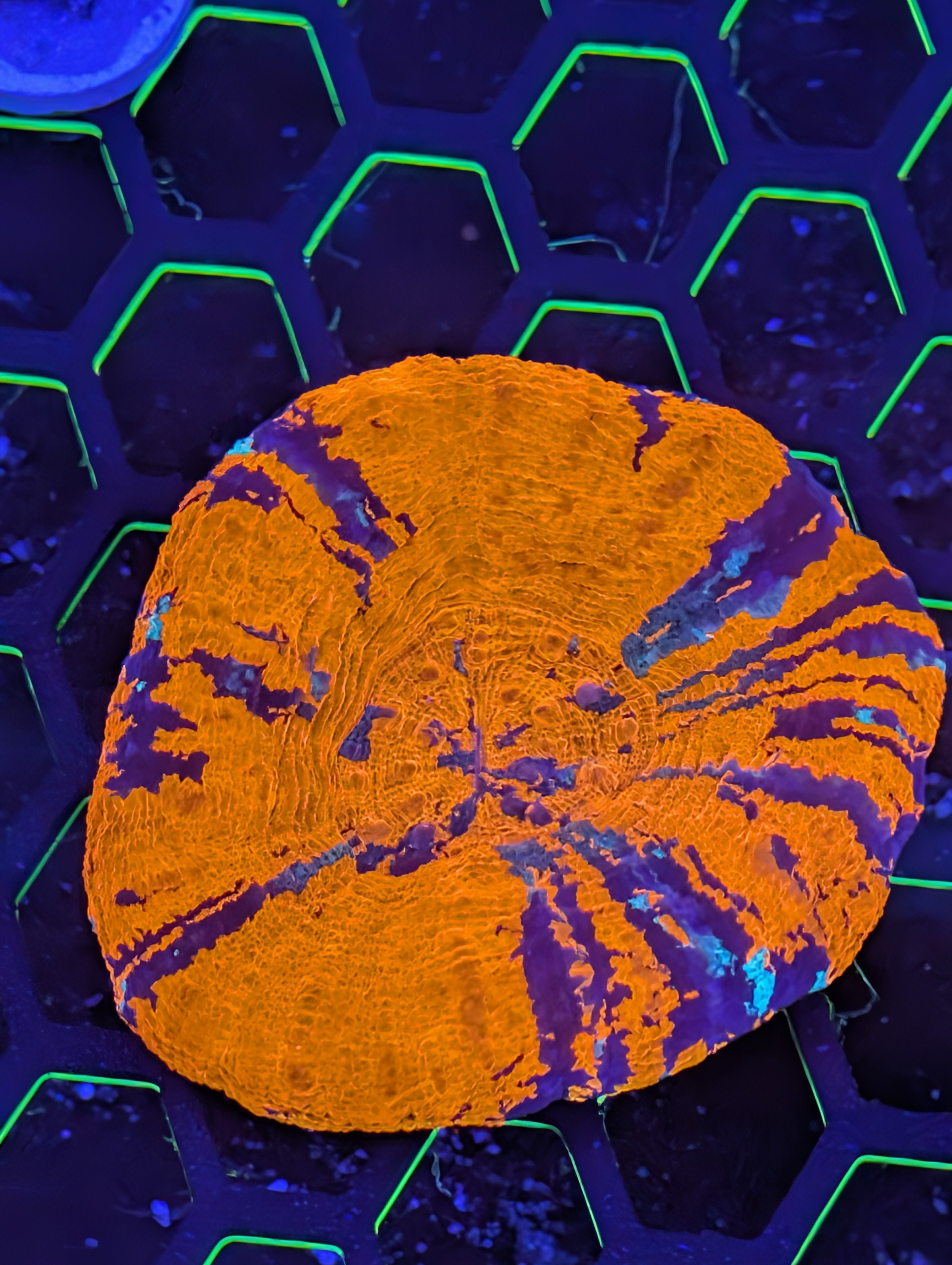 Scoly War Paint coral