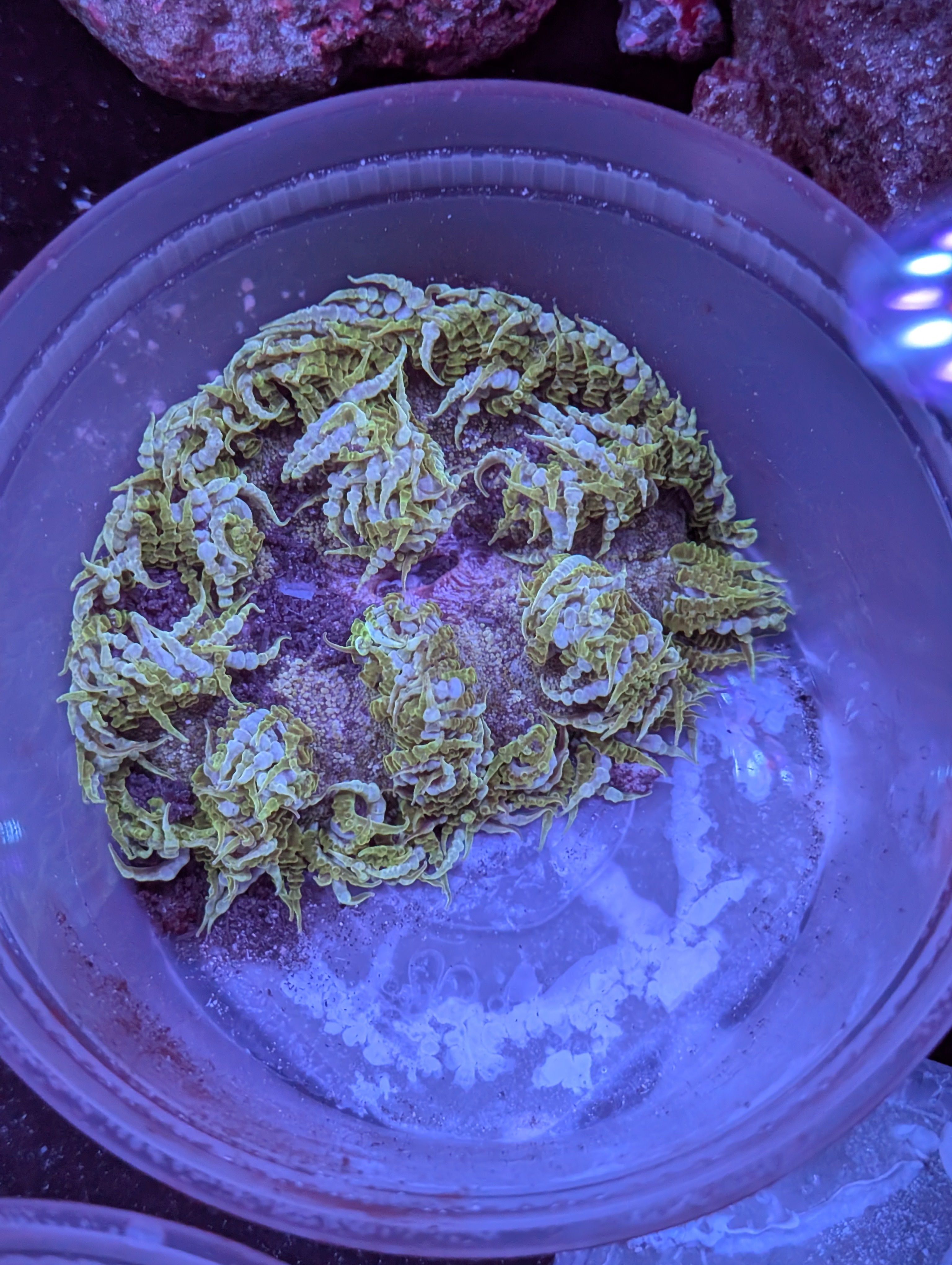 Rock Flower Anemone