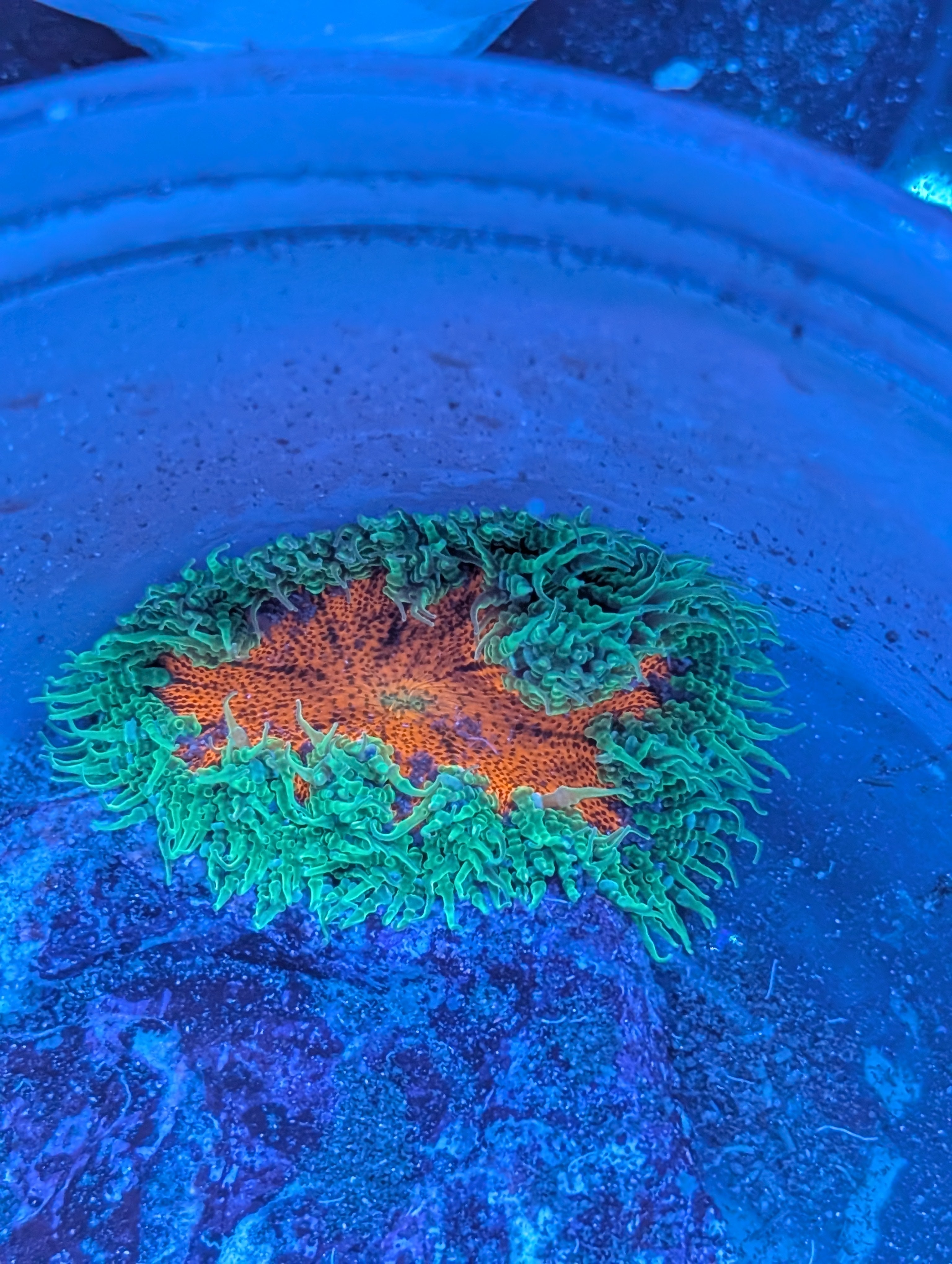 Rock Flower Anemone