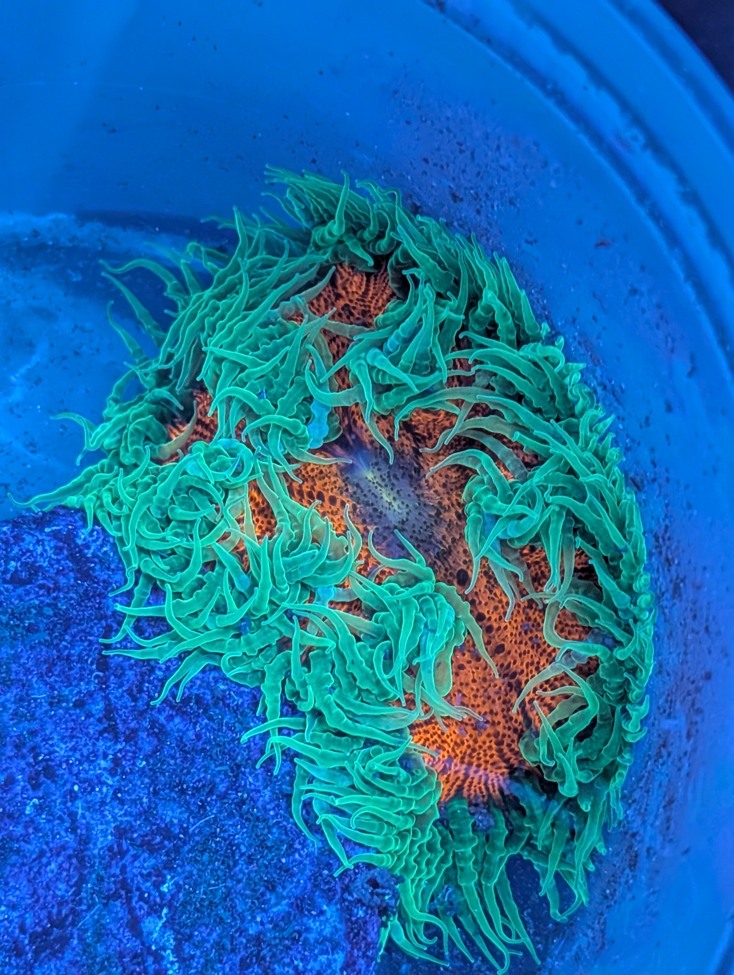 Rock Flower Anemone