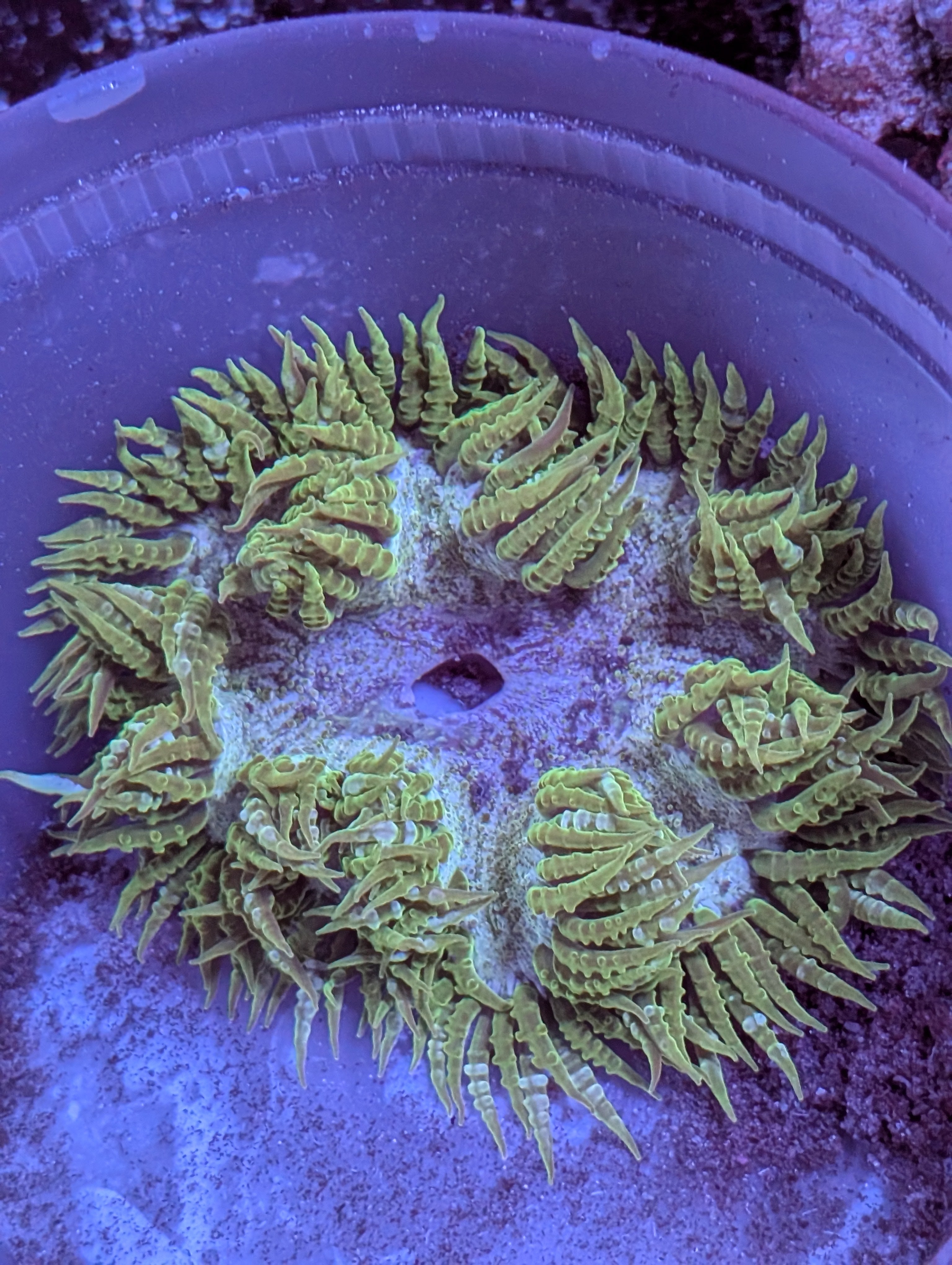 Rock Flower Anemone