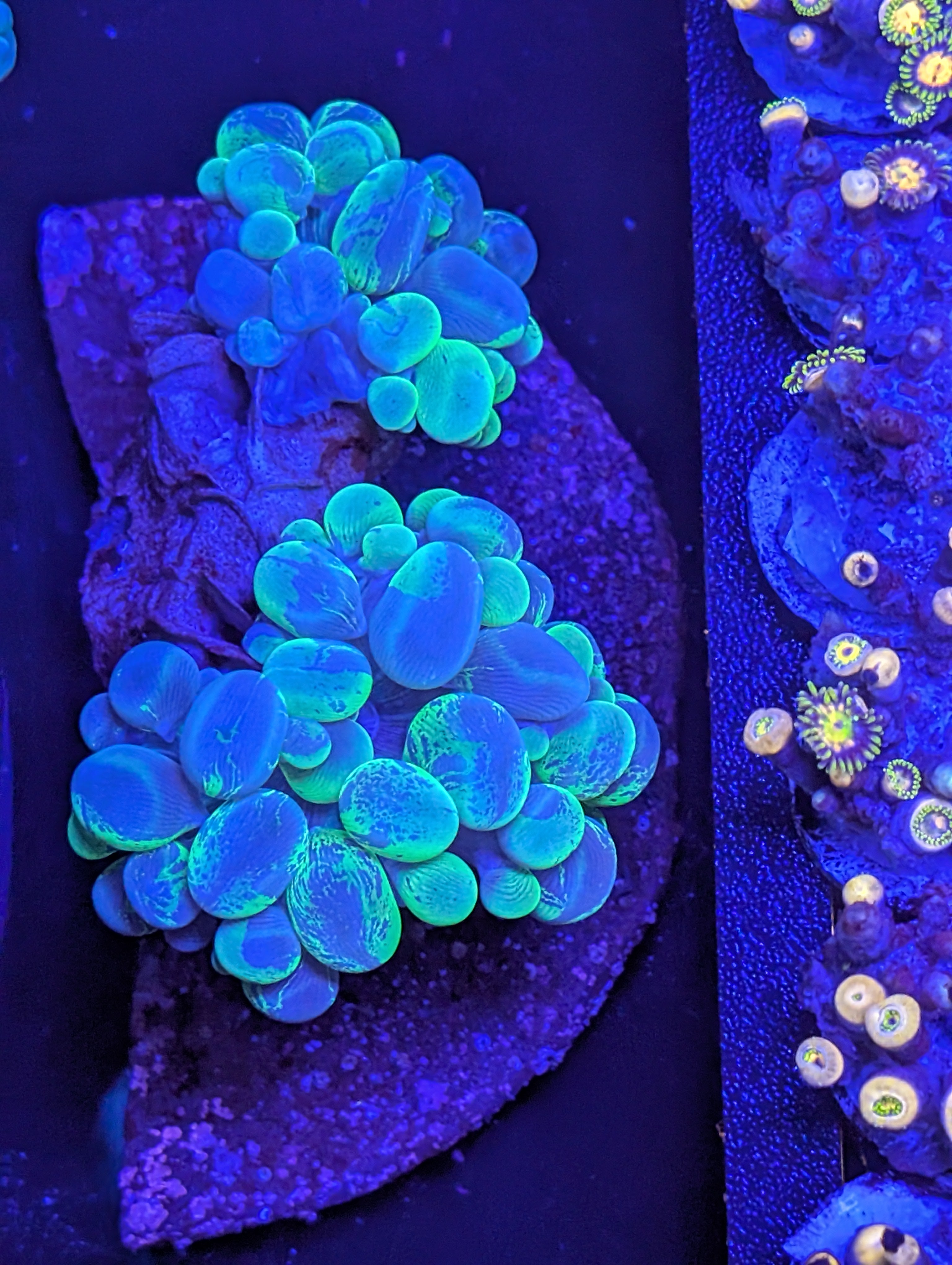 Blue and Green Splatter Bubble Coral