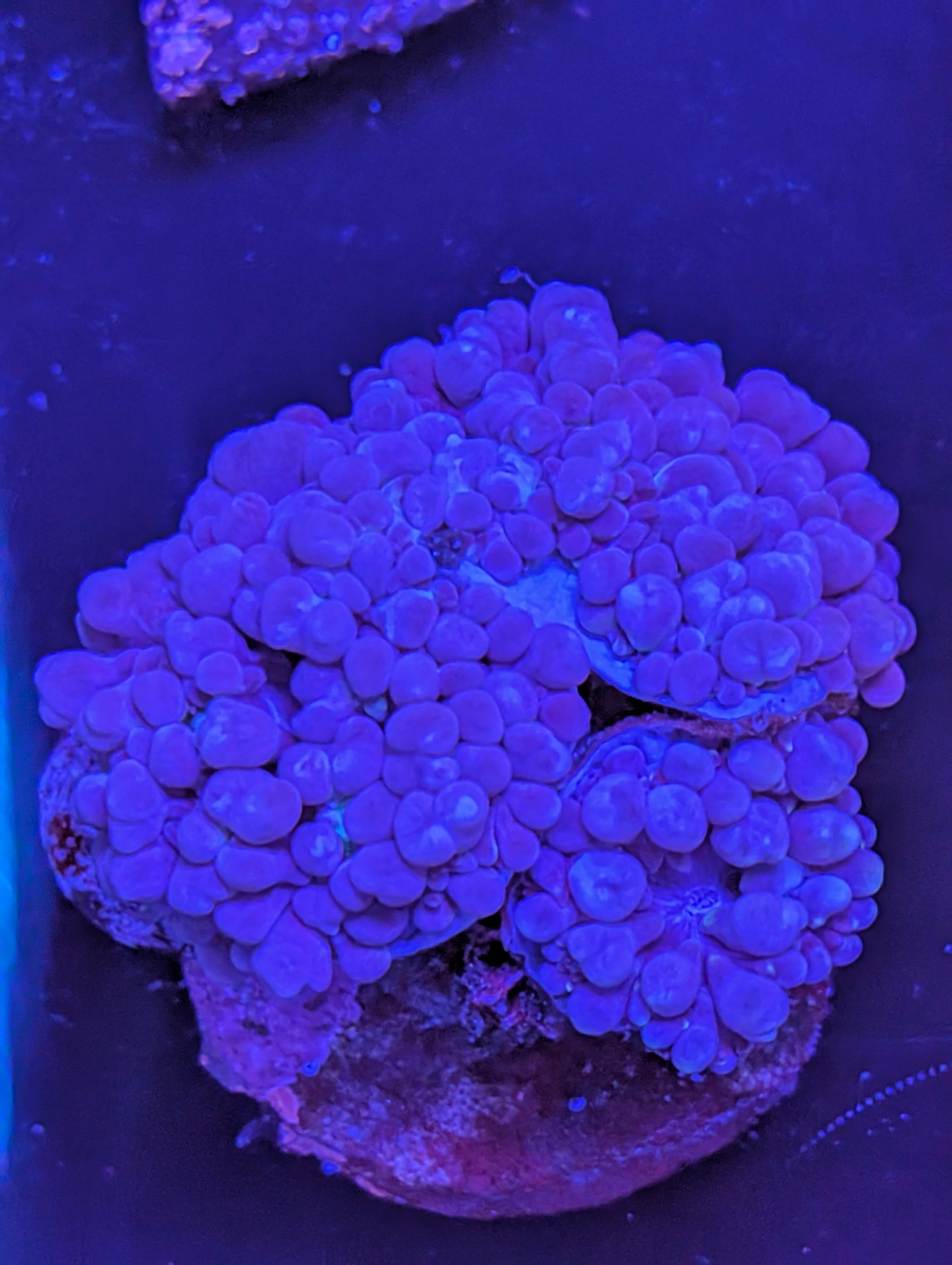 Blue Bubble coral
